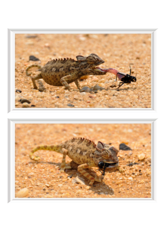 PosterPrint Set: Chameleon catching prey