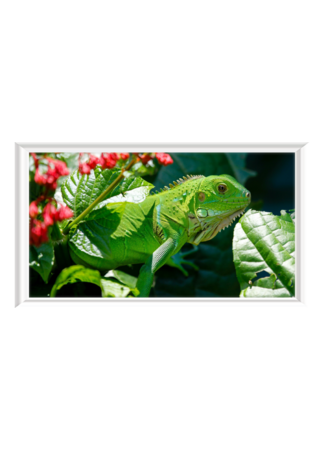 PosterPrint Chameleon green camouflaged